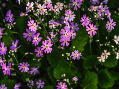 A closeup of Primula farinosa, bird's-eye primrose, small perennial plant in the family Primulaceae.
