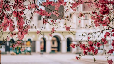 The beautiful pink blossom at spring closeup shot