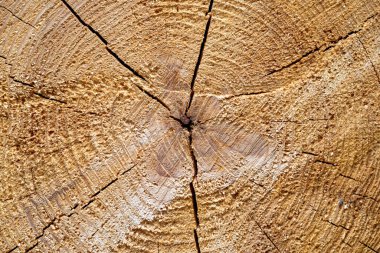 A close-up full frame of a wooden texture.