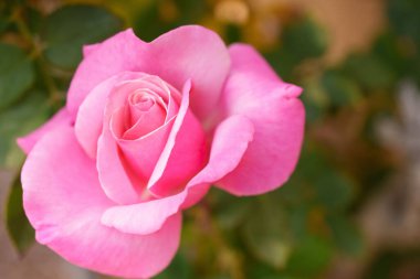 Çiçek açan pembe bir gülün detaylarını yakından çekeceğiz.