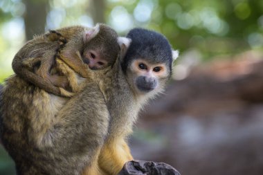 A shallow focus shot of Squirrel monkeys at zoo
