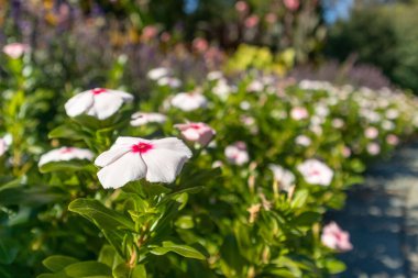 A shallow focus of white Madagascar Periwinkle flowers in the garden
