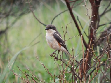 A selective of a shrike on a tree