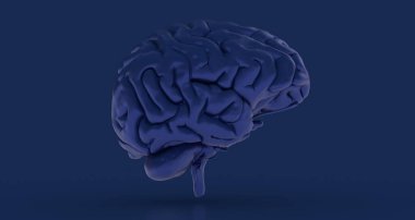 Mavi arka planda izole edilmiş insan beyninin üç boyutlu bir çizimi.