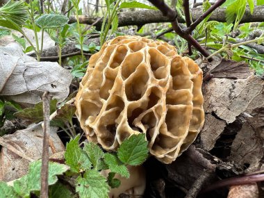 A closeup shot of a fresh blossom True morels Fungus in the forest