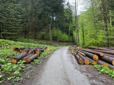 A beautiful shot of felled timber and coniferous trees due to the bark beetle calamity