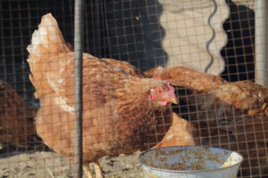A close-up of a hen captured from behind the fence