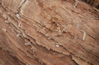 Kestikten sonra ağaç dokusu. Ormandaki ağaç.