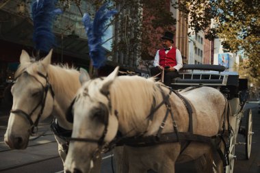 Şehrin sokaklarında at arabası çeken seçici beyaz atlar.
