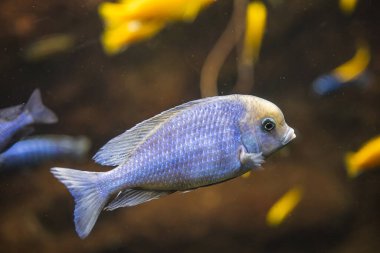 Suyun altında yüzen bir Afrika ciklet balığının yakın çekimi.