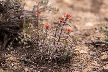 Small red flowers growing in a dry field