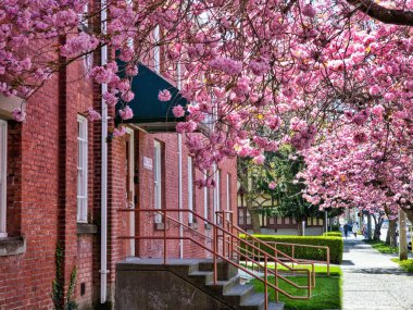 A beautiful shot of a cherry blossom tree in front of the buildings on a sunny day in Victoria, British Columbia, Canada
