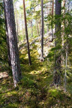 İsveç 'te güneşli bir günde yemyeşil bir orman
