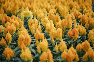 A shallow focus of a yellow Cock's comb flower field