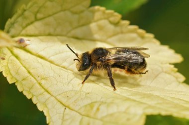 Oligolektik Altın Kuyruklu Melitta Hemoroidalis 'in kıllı dişisine yakın plan. Campanula çiçeğinde bir bitki uzmanı, yaprağın üzerinde oturuyor.