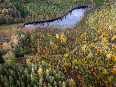 Aerial view of coniferous and deciduous forest, gravel road and lake seen from above, bird's eye view. Autumn landscape, trees in vibrant colors.