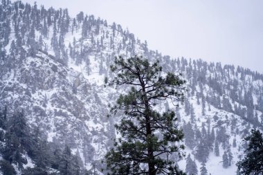 The pine tree against the snowy hillside. California, United States.