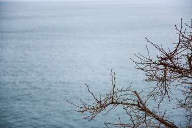 A selective focus shot of tree branches near a sea