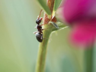 Kırmızı bir karınca çiçek sapına tırmanıyor.