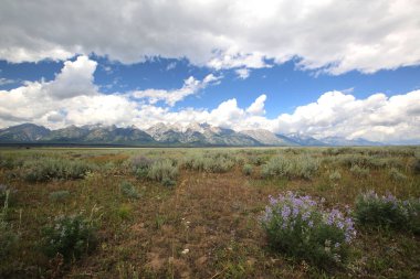 An aerial view of a beautiful forest in Grand Teton National Park, Wyoming, USA