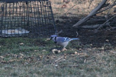 The Blue Jay eating some seeds on the green grass