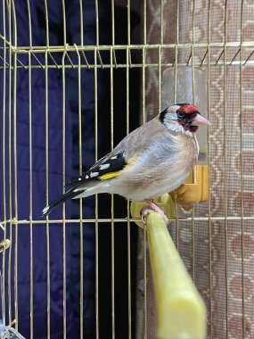 Küçük bir kafesin içinde tek bir GoldFinch kuşu.