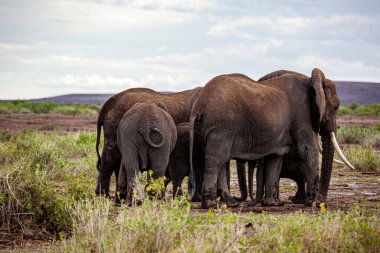 A family of elephants surrounding a calf as it rains in the Amboseli