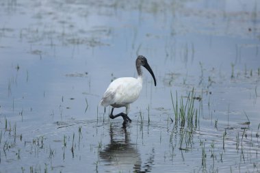 A shallow focus of beautiful black-headed ibis bird