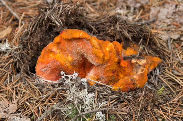 Closeup Red Mushroom Forest Floor Ontario Canada — Stockfoto