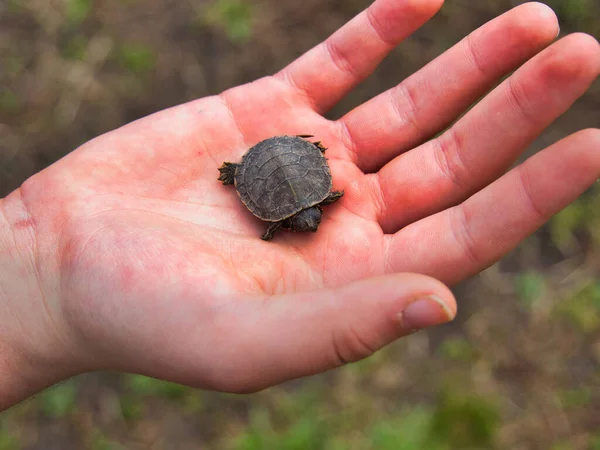 Closeup Tiny Baby Snaping Turtle Person Palm Evergy Wetlands Gardner — Foto de Stock