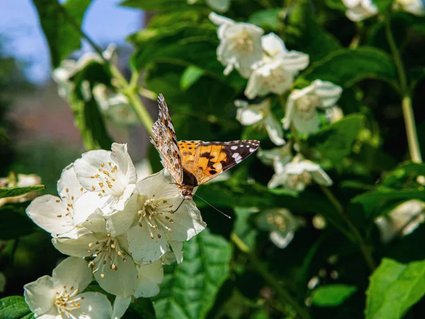白花上一只孔雀蝴蝶的特写镜头 — 图库照片