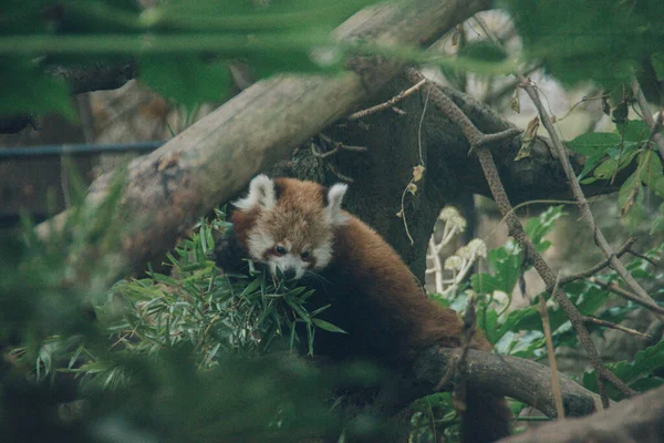 Closeup Shot Red Panda Climbing Tree Wild — Stock Photo, Image