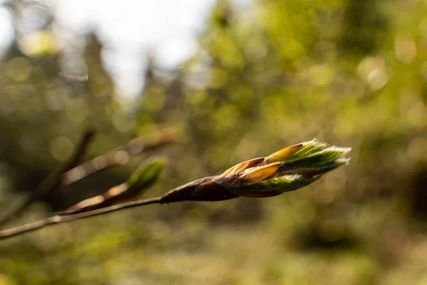 自然を背景にした野の花芽の選択的フォーカスショット — ストック写真