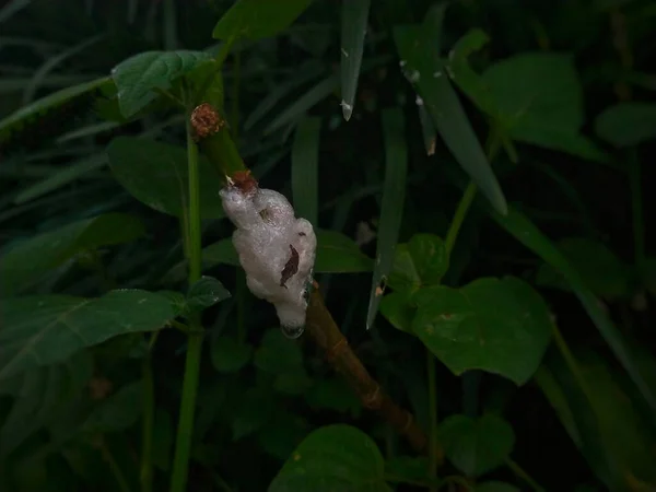 Insect Cocoon Green Leaf — Foto Stock