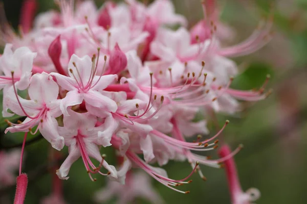Beautiful Pink Azalea Flowers Garden — Stock Photo, Image