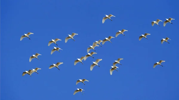 Flock Trumpeter Swans Flying Bright Cloudless Blue Sky — Stock fotografie