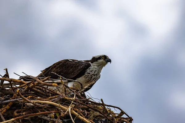 曇った空の下で巣の上に立つアシカ Pandion Haliaetus — ストック写真