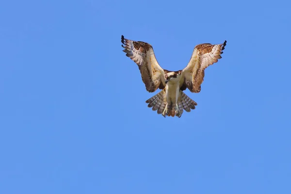 Een Schilderachtig Uitzicht Van Een Osprey Zwevend Blauwe Lucht — Stockfoto