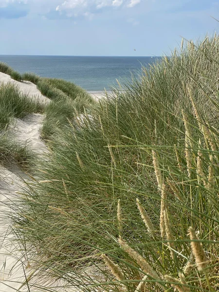 Vertical Shot Grass Growing Sand Sea Background —  Fotos de Stock