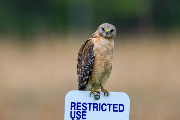 Selective Red Shouldered Hawk Buteo Lineatus — Fotografia de Stock