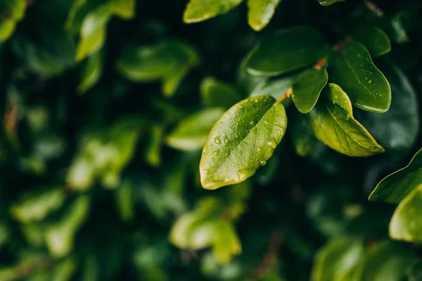 落ち葉の緑の葉のクローズアップショット — ストック写真