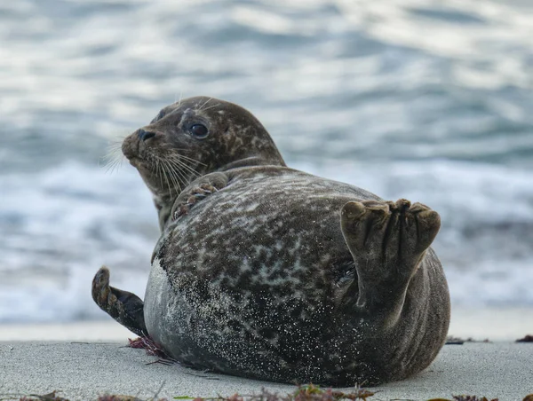 Back Shot Cute Harbor Seal Sandy Beach Water Blurred Sky — Stock fotografie