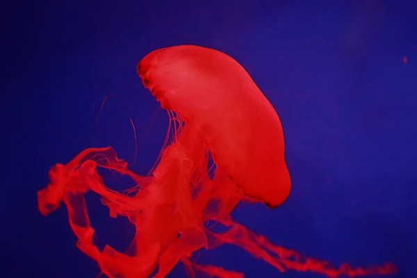Closeup Red Jellyfish Sea — Stockfoto
