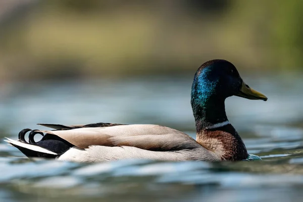 Closeup Male Mallard Floating Water Surface Anas Platyrhynchos — Stock Photo, Image