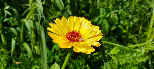 Желтый Цветок Зелеными Растениями — стоковое фото