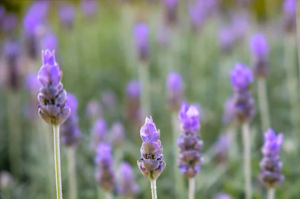 Een Natuurlijke Achtergrond Met Natuurlijke Lavendelbloemen — Stockfoto