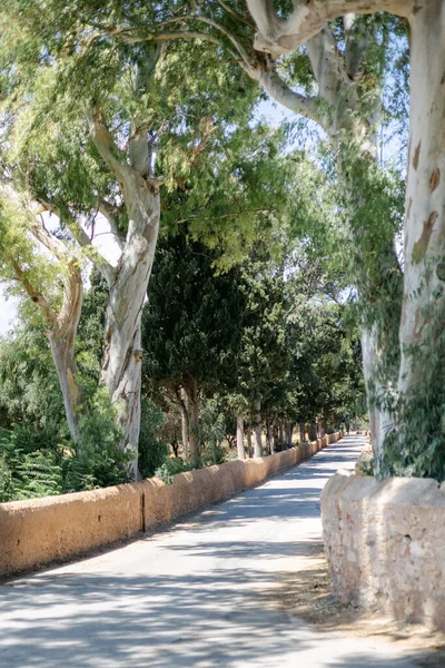 Vertical Shot Lush Greenery Park Chania Crete Greece Summer Morning — Foto de Stock