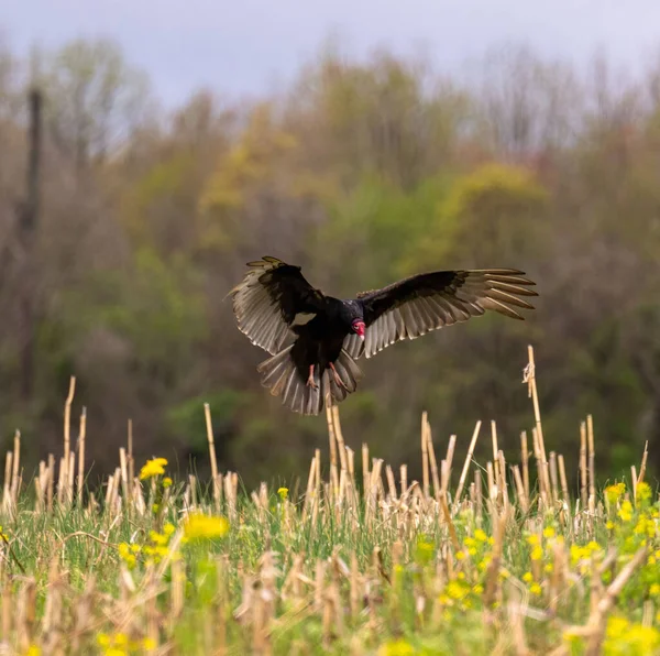 Beautiful Shot Wild Turkey Flying Green Field — Fotografia de Stock