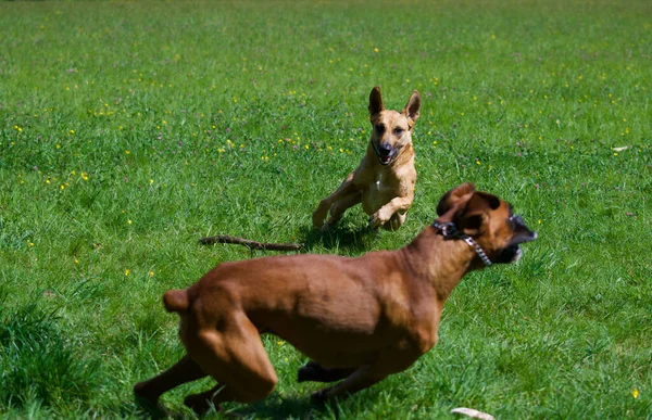 Belgian shepherd dog running at full speed towards a boxer dog who escape with fear into a flower field at spring on a sunny day.