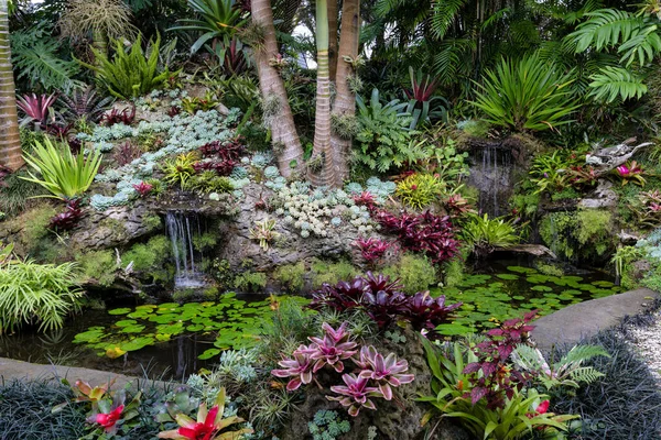 Outstanding Tropical garden filled with Bromeliads, succulents, ferns with garden pond in foreground